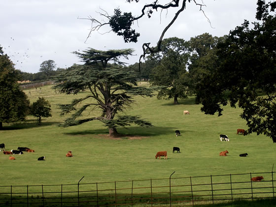 Pastoral Beauty - The Grounds of Althorp House, Spencer Family Home