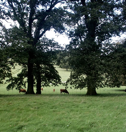 The Grounds of Althorp House