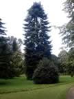 A Beautiful Tree at Althorp House (70kb)