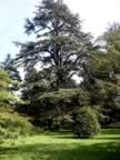 A Very Beautiful Tree at Althorp House (98kb)