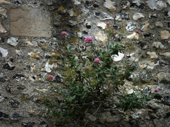 Hearty thistles growing out of the rock in the Keep