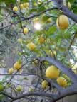 Lemons.jpg (107kb)