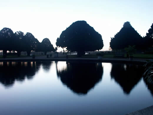 The Ancient Yew Trees at Dawn